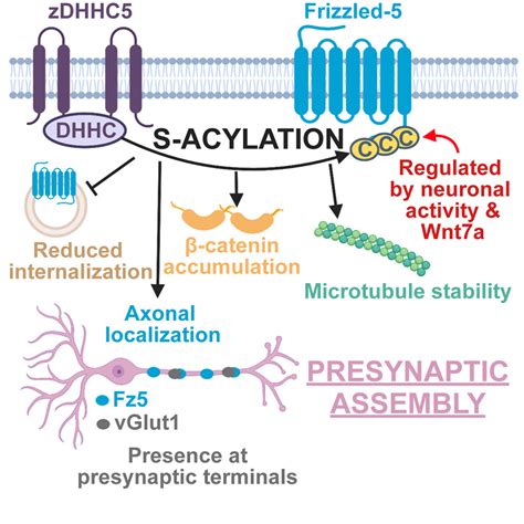 S Acylation Of The Wnt Receptor Frizzled By Zdhhc Controls Its