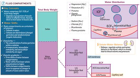 Anatomy Physiology Body Fluid Compartments Ditki Medical