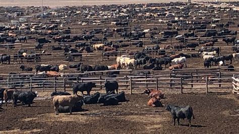 Drought Sees American Feedlots Look To Dairy Beef Stock And Land Vic