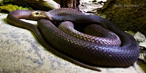 The Fierce Snake Most Dangerous Snake | The Wildlife