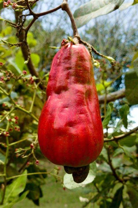 Flora Fruit Syzygium Samarangense Fruit Tree - Free Stock Photos ...