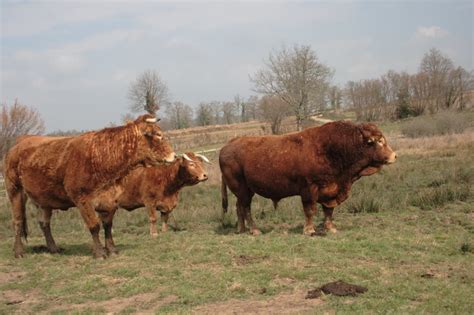 Limousin Cattle in Limousin. World Famous French Beef Cattle Breeds ...