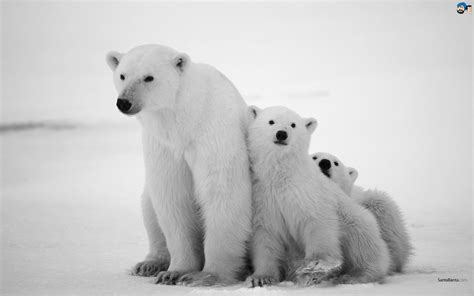 Polar Bear with cubs - Cuteness_Dose Wallpaper (45143404) - Fanpop