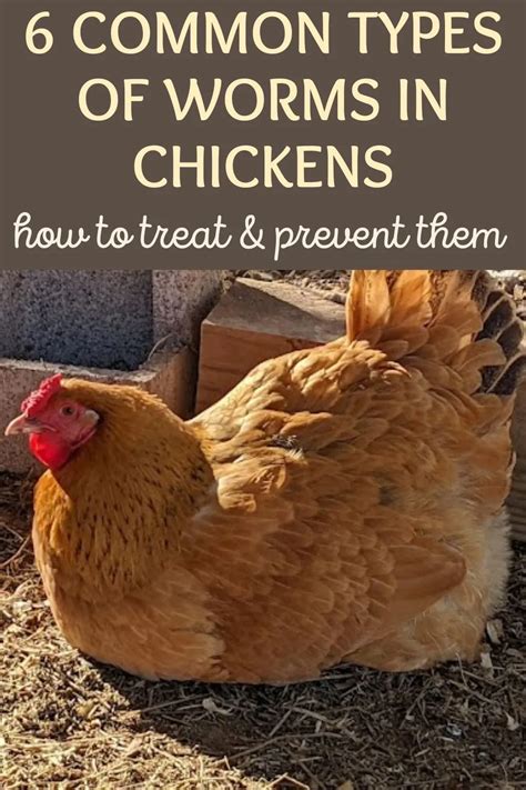 6 Common Types Of Worms In Chickens How To Prevent Detect And Treat