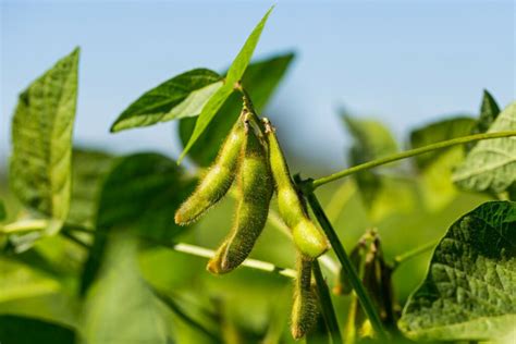 Soybean Field