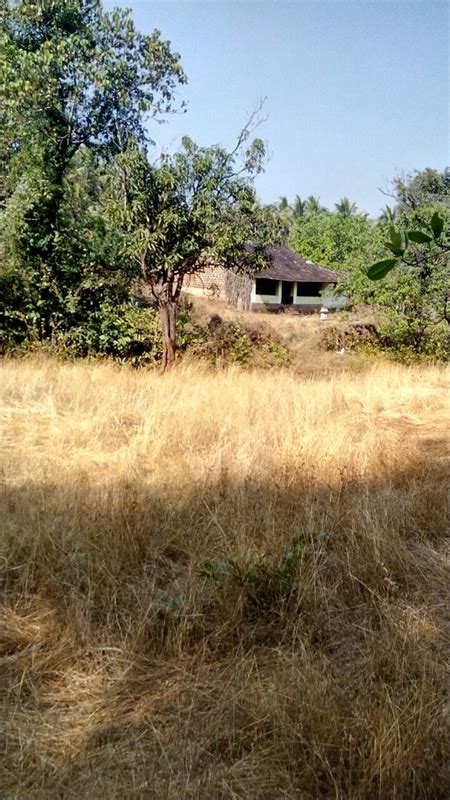 Agricultural Land Farm Land For Sale In Agriculture Land Goa Velha