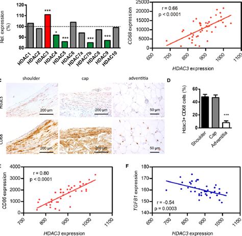 Hdac Is Expressed In Human Atherosclerotic Plaque Macrophages