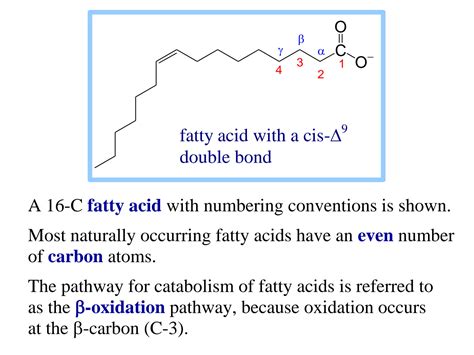 Solution Beta Fatty Acid Oxidation Studypool