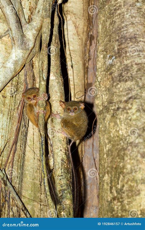 Tarsius Spectrumtangkoko National Park Sulawesi Stock Image Image