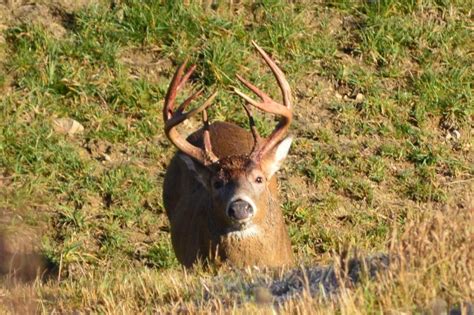 Scouting Big Buck Scouting Whitetail Deer How To Scout For Deer