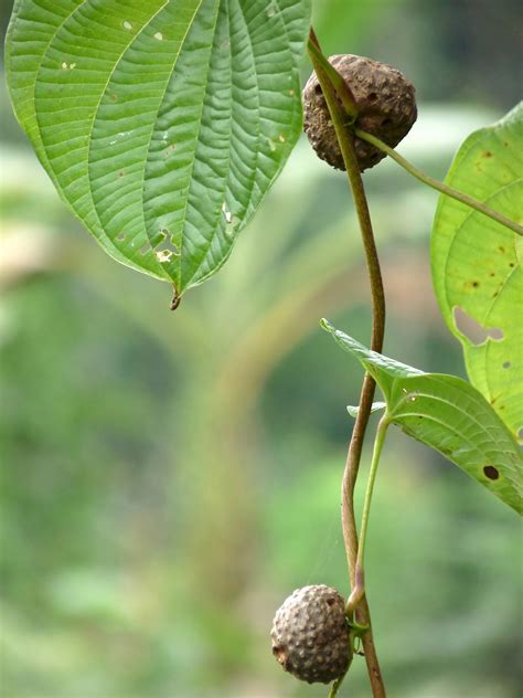 Dioscorea bulbifera - UF/IFAS Assessment - University of Florida, Institute of Food and ...