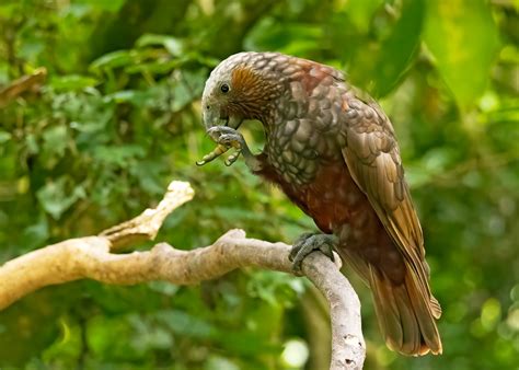 New Zealand Kaka Nestor Meridionalis Septentrionalis Flickr