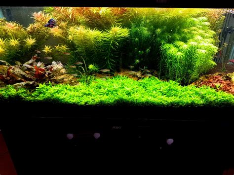 For Sale Staurogyne Repens Available Tropical Aquariums SA