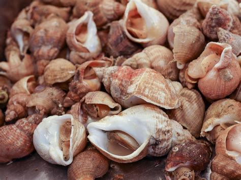 Premium Photo Fresh Sea Snails Bulot Or Common Whelks At A Seafood