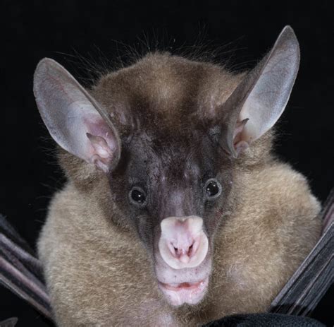 Vampyrum Spectrum Bat Conservation International