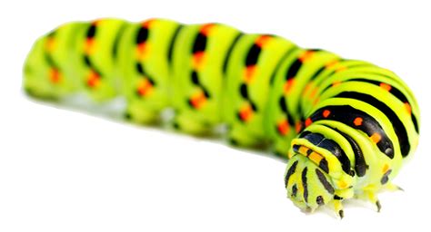 Caterpillar Inc. Portable Network Graphics Clip art Shutterstock ...