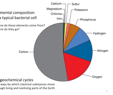 BIOL241 Unit 5 Biogeochemical Cycling Flashcards Quizlet