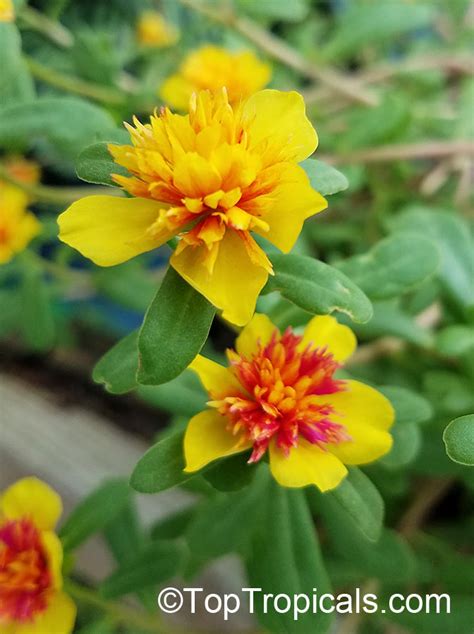 Portulaca Oleracea Common Purslane