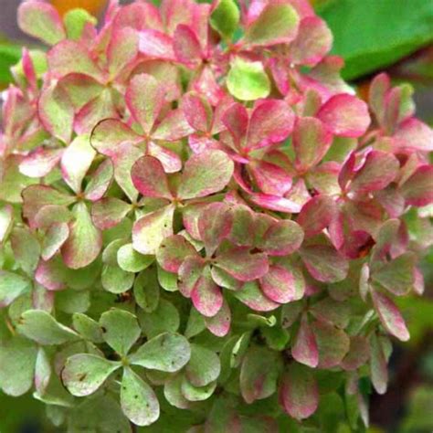 Гортензия метельчатая Жемчужина Фестиваля = Романтик Айс (Perle de ...