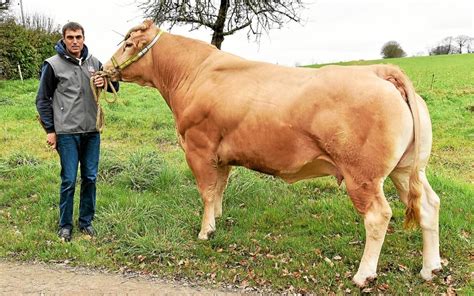 Glacière une blonde dAquitaine dexception au Salon de lagriculture Le Télégramme
