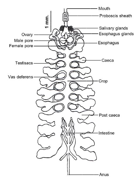 Intestinal caeca of earthworm lies betweenA. 22- 26 segmentsB. 20- 24 segmentsC. 14-16 segmentsD ...