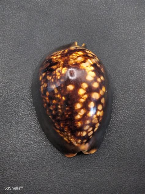 Cypraea mauritiana #6867 | She Sells Shells