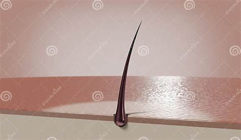 Single Hair Follicle 3d Illustration Stock Illustration