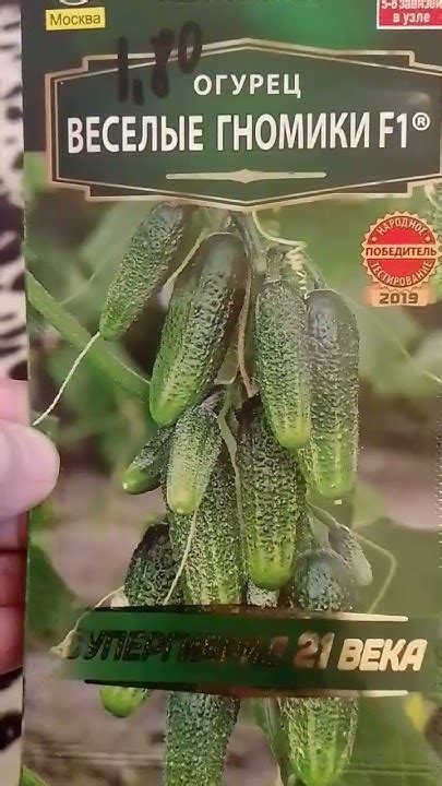 Огурцы лучшие три сорта! Сладкие вкусные хрустящие огурцы корнишоны ...