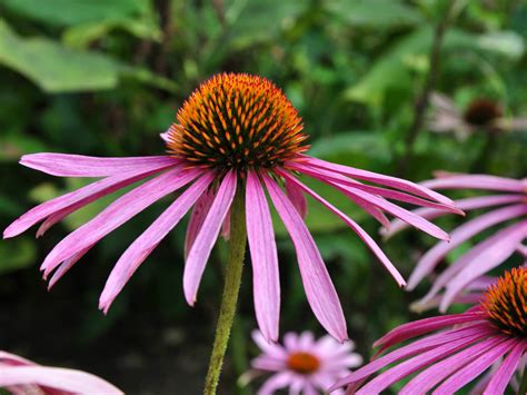 Echinacea Purpurea Eastern Purple Coneflower World Of Flowering Plants