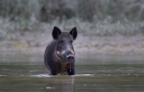 The 6 Most Dangerous Animals In Austria With Images