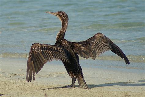 42 Cormorant Species - The Worlds Rarest Birds