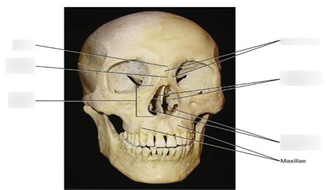 Nasal cavity Diagram | Quizlet