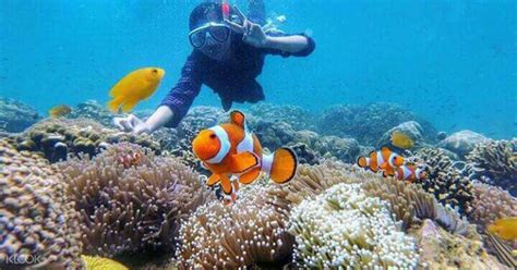 Gili Ketapang Snorkeling Tour from Surabaya, Indonesia