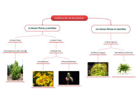 Clasificación De Las Plantas Mind Map