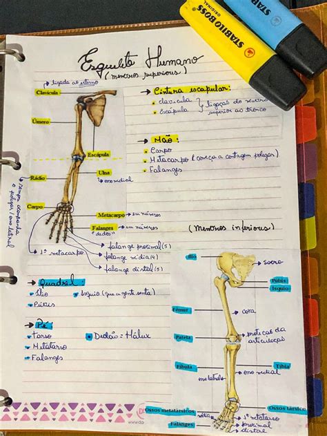 Resumo Esqueleto Humano Membro Superior E Inferior Tecnico Em