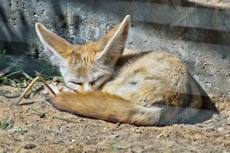 Fennec Fox Sleeping