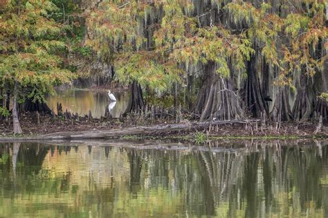 Louisiana Cypress Giants surround Lake Fausse Pointe | The Heart of ...