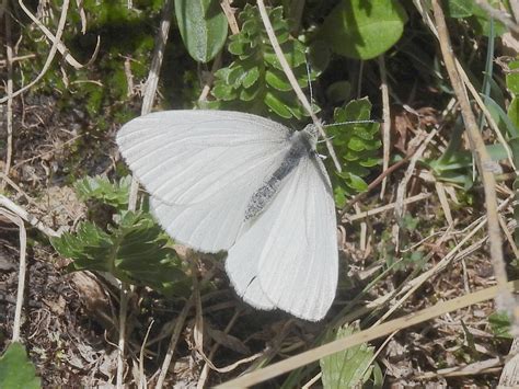 Margined White From White River National Forest Dillon Co Us On July