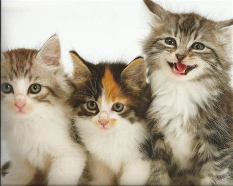 HD Kittens Cat Cats Baby Cute High Quality Picture Wallpaper | Download