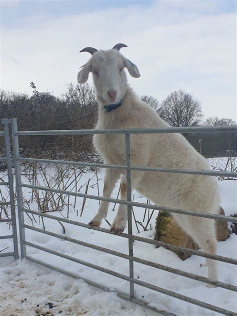 Can You Keep Goats And Sheep Together — Brimwood Farm