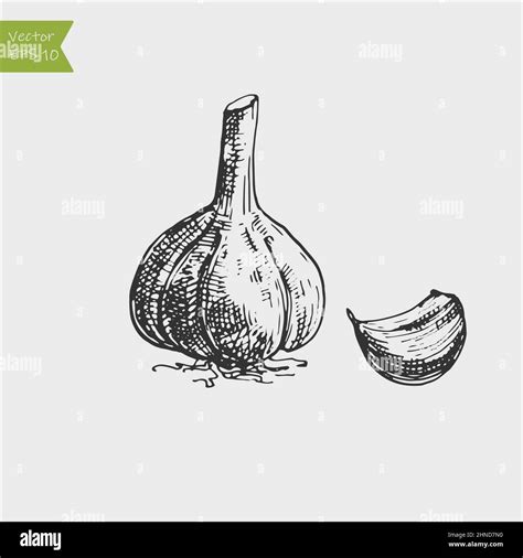 Detailed Drawing Of Garlic Bulb And Cloves Vegetable Clip Art