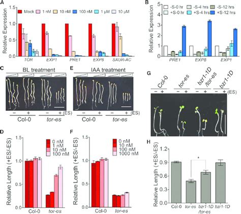 TOR Regulates Hypocotyl Elongation Through The BR Pathway A QPCR