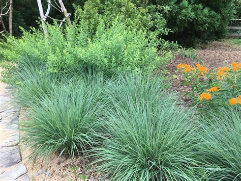 The Blues Little Bluestem Grass Plant Guide