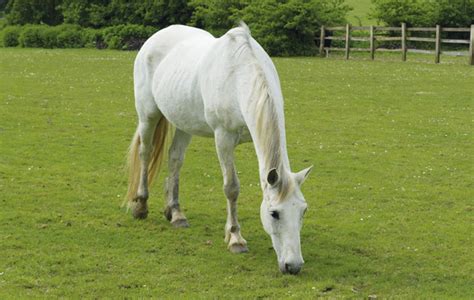 21 things that only owners of grey horses will understand - Horse & Hound