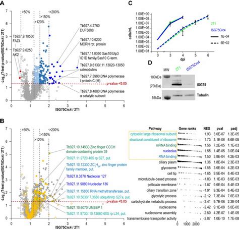 Back To Article The Role Of Invariant Surface Glycoprotein In