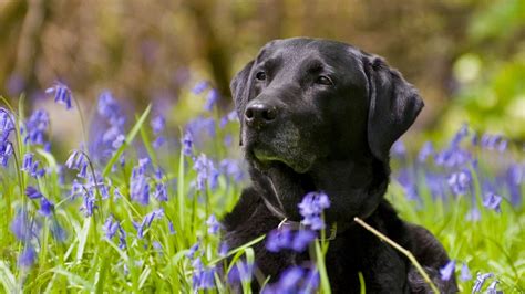 Black Lab Wallpaper 44 Images