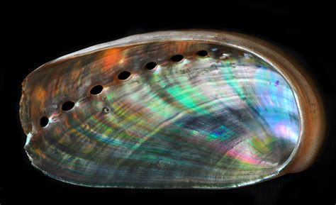 The Rainbow Inside An Abalone Shell This Is The Last Of Th Flickr