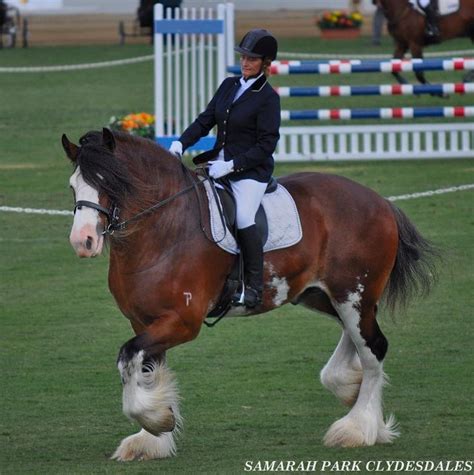 Clydesdale champion stallion | Clydesdale horses, Big horses, Beautiful ...