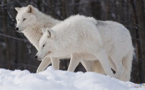 The slower you go the bigger your world gets • Alaskan tundra wolf ...