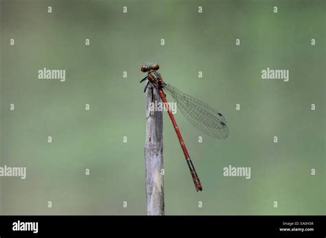 Large Red Damselfly Pyrrhosoma Nymphula Male Stock Photo Alamy